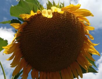 tournesol