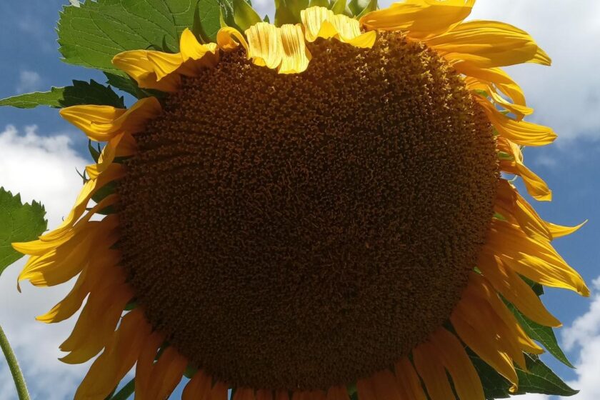 tournesol